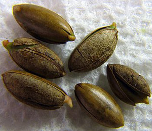 miracle berry fruit seeds