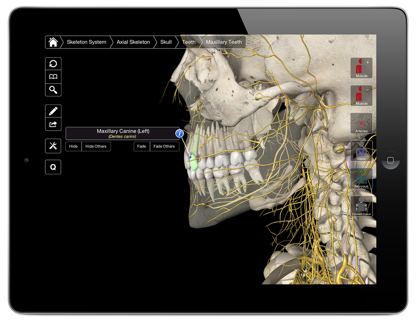 3d4medical essentials anatomy 